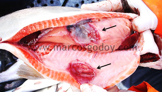 acute-peritonitis-in-rainbow-trout-viii