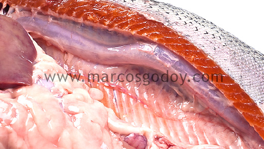 swim-bladder-inflammation-i