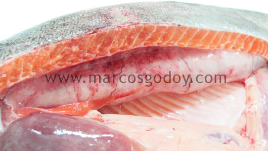swim-bladder-inflammation-ii