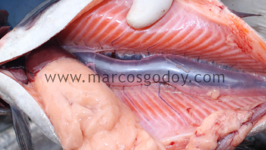 swim-bladder-inflammation-iii
