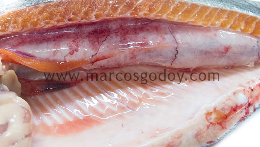 swim-bladder-inflammation-iv