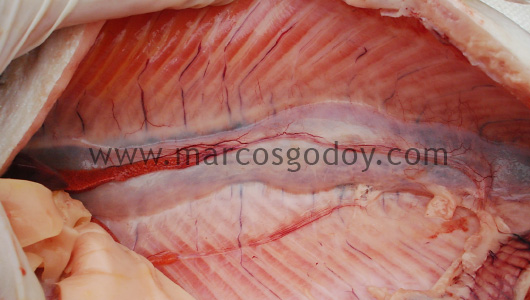 swim-bladder-inflammation-ix