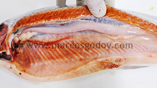 swim-bladder-inflammation-v