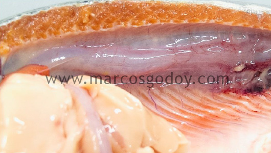 swim-bladder-inflammation-vi1