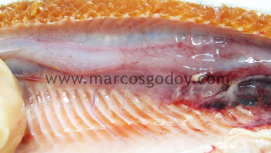 swim-bladder-inflammation-vii