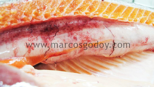 swim-bladder-inflammation-x