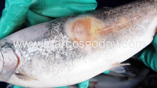 flavobacteriosis-abscedativa-i