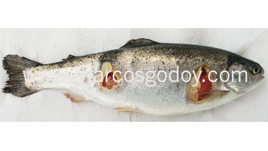flavobacteriosis-abscedativa-ii