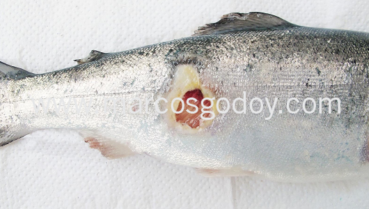 flavobacteriosis-abscedativa-iii