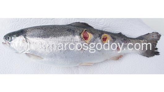 flavobacteriosis-abscedativa-v