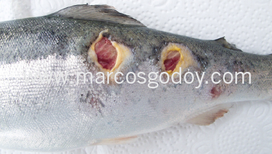 flavobacteriosis-abscedativa-vi