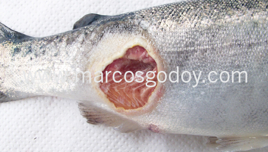 flavobacteriosis-abscedativa-viii