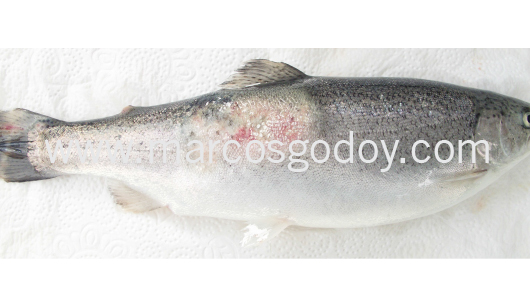 flavobacteriosis-abscedativa-x1