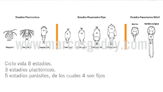 caligus-rogercresseyi-v