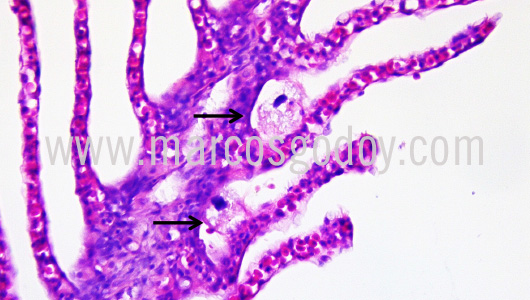 histopathology-chancharro-helicolenus-lengerichi-i