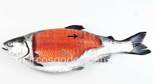 vertebral-compression-fracture-in-coho-salmon-iii vertebral-compression-fracture-in-coho-salmon-iii