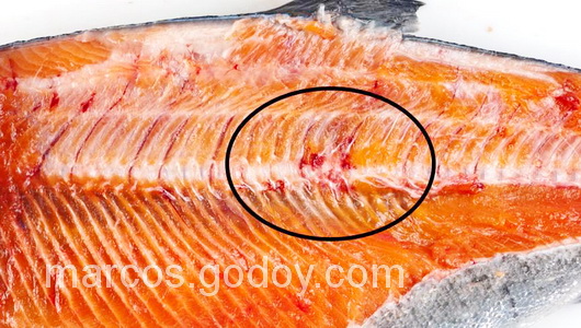 vertebral-compression-fracture-in-coho-salmon-iv vertebral-compression-fracture-in-coho-salmon-iv