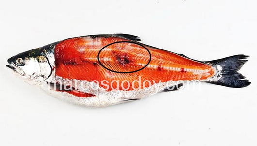 vertebral-compression-fracture-in-coho-salmon-ix vertebral-compression-fracture-in-coho-salmon-ix