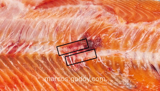 vertebral-compression-fracture-in-coho-salmon-v vertebral-compression-fracture-in-coho-salmon-v