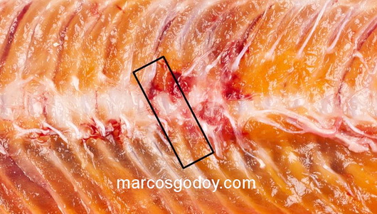 vertebral-compression-fracture-in-coho-salmon-vi vertebral-compression-fracture-in-coho-salmon-vi