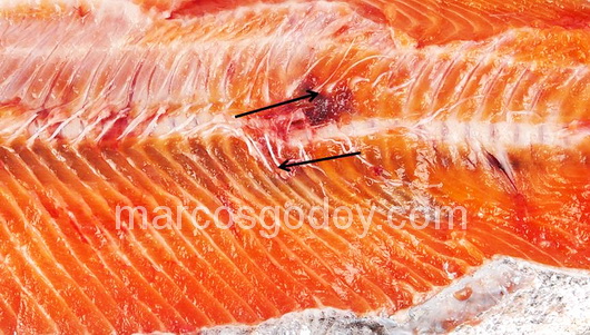 vertebral-compression-fracture-in-coho-salmon-viii vertebral-compression-fracture-in-coho-salmon-viii
