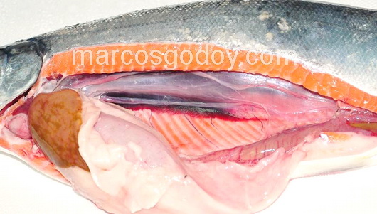 vertebral-compression-fracture-in-coho-salmon-x vertebral-compression-fracture-in-coho-salmon-x