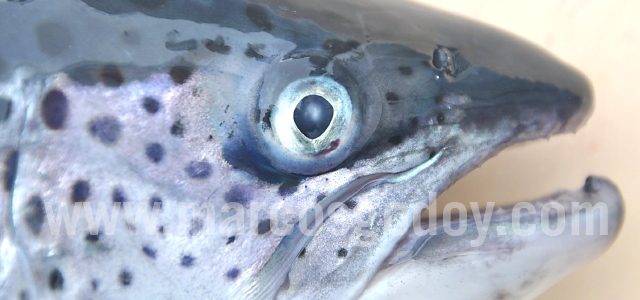 Atlantic salmon cataract IV