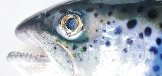 Atlantic salmon cataract XII