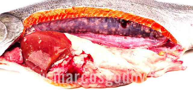 Bacterial kidney diseases - Gross pathology VII