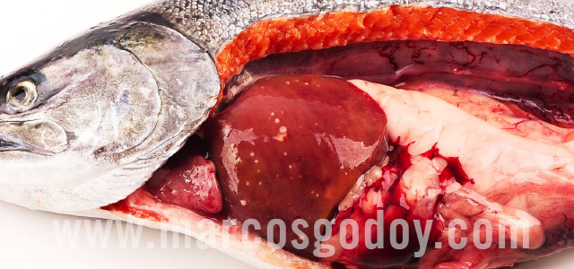 Bacterial kidney diseases - Gross pathology XIII