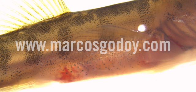Yolk coagulated Atlantic salmon IV