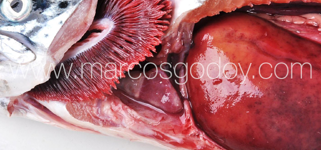 Furunculosis - Gross pathology IV
