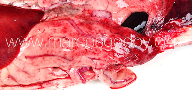 Furunculosis - Gross pathology IX