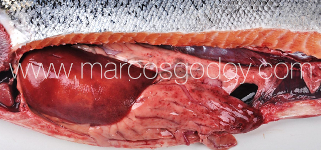 Furunculosis - Gross pathology VIII