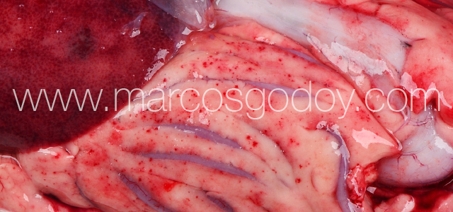 Furunculosis - Gross pathology XI
