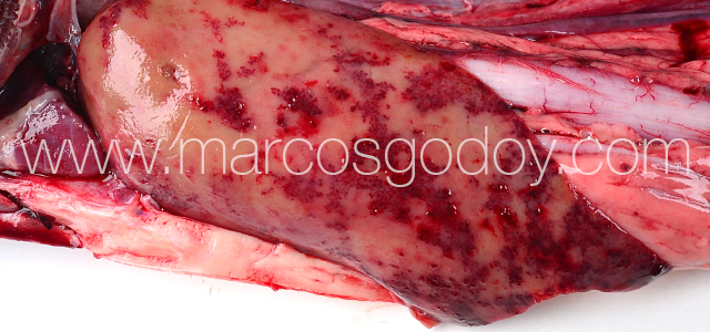 Furunculosis - Gross pathology XVi