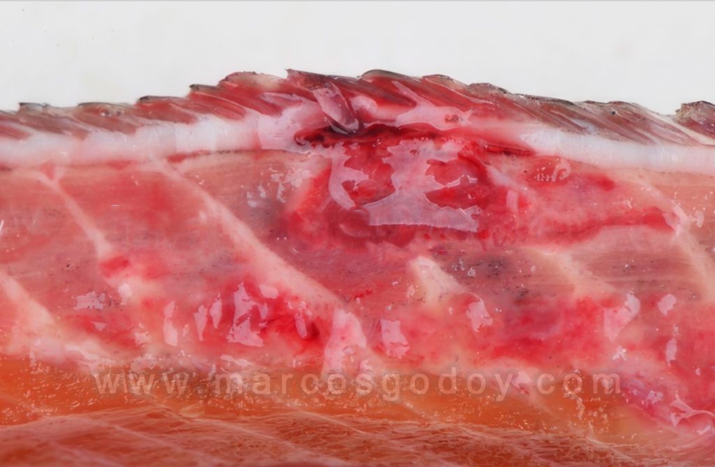 Septicemia rickettsial salmonidea (SRS) en Trucha arcoíris (Oncochynchus mykiss) Presentación Cutánea IV: Patología macroscópica