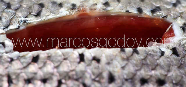 SRS -Skin pathology VII