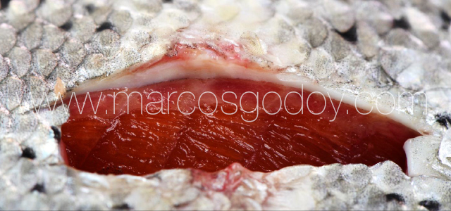 SRS -Skin pathology VIII