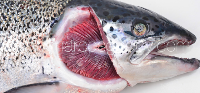 Gill pathology gross I