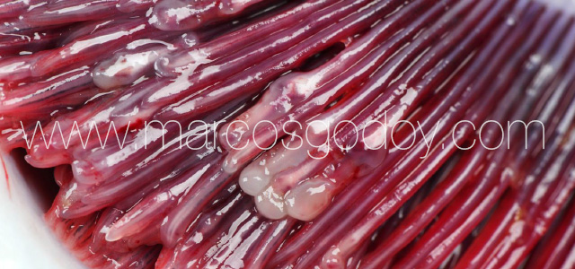 Gill pathology gross III