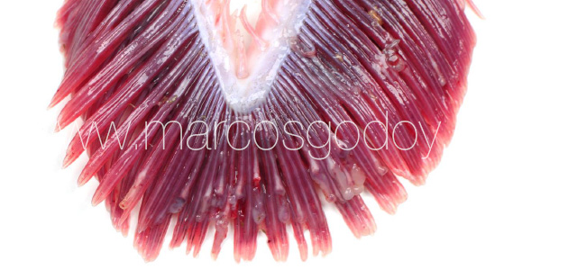 Gill pathology gross IV