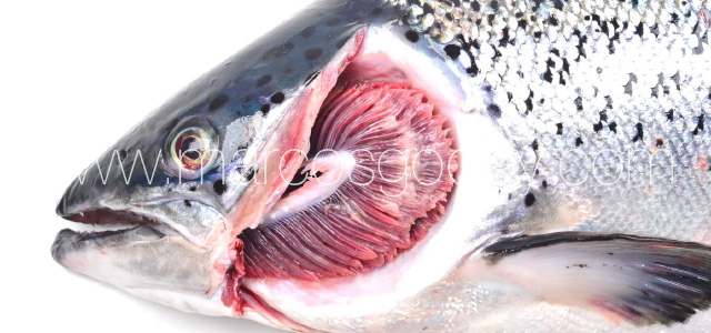 Gill pathology gross IX