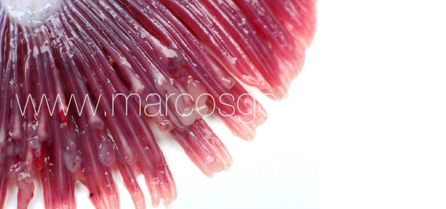 Gill pathology gross V