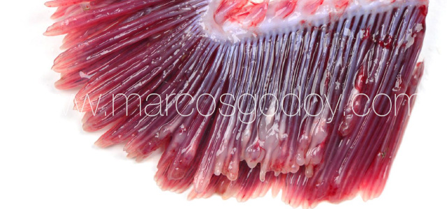 Gill pathology gross VI