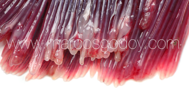 Gill pathology gross VII