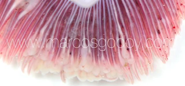 Gill pathology gross VIII