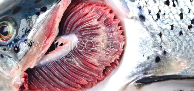 Gill pathology gross XI