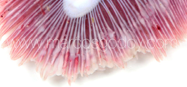 Gill pathology gross XII