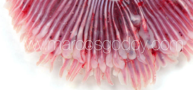 Gill pathology gross XIII